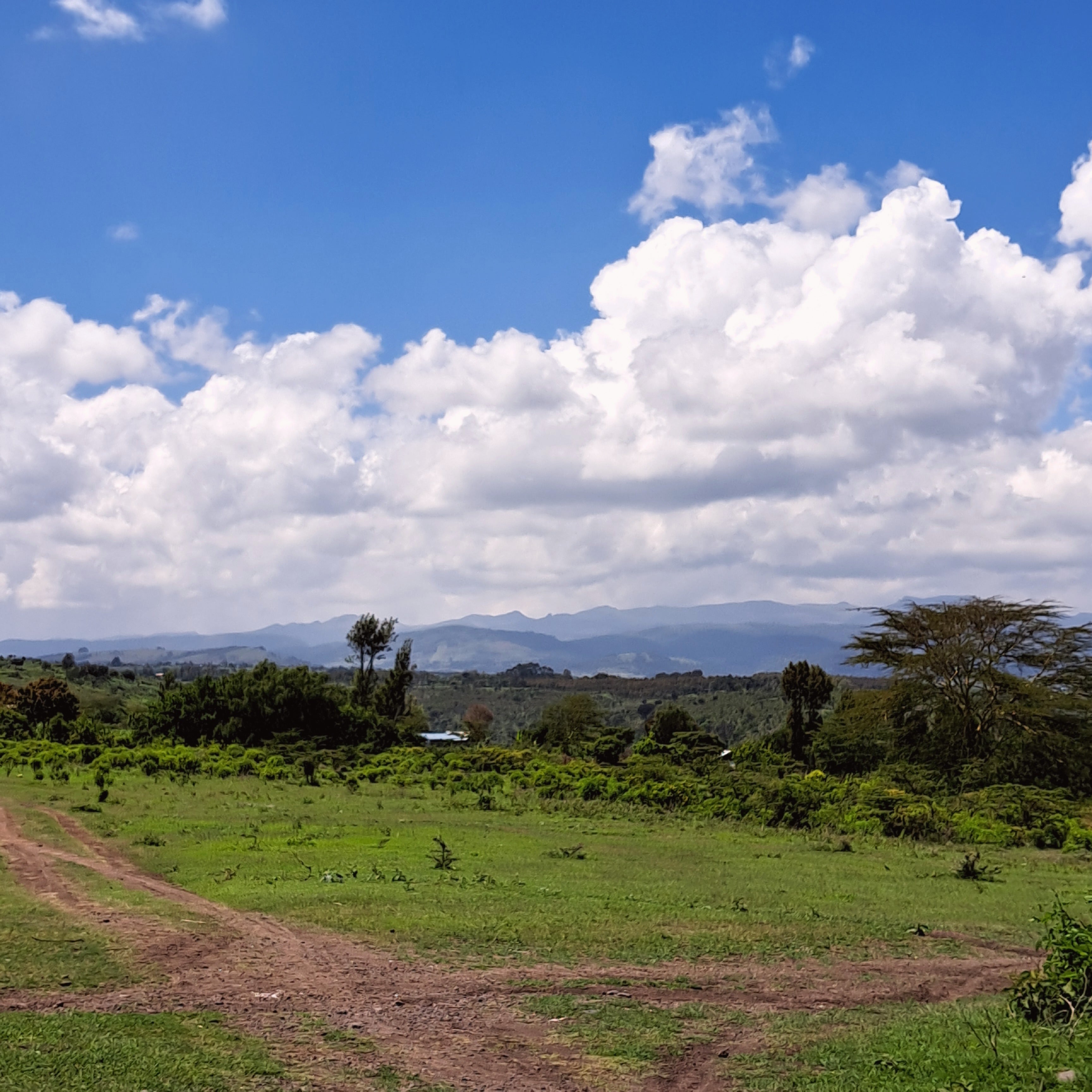 Expansive green landscape with a dirt path leading toward distant hills under bright clouds representing the fertile highlands that inspire Ethiopia coffee culture.