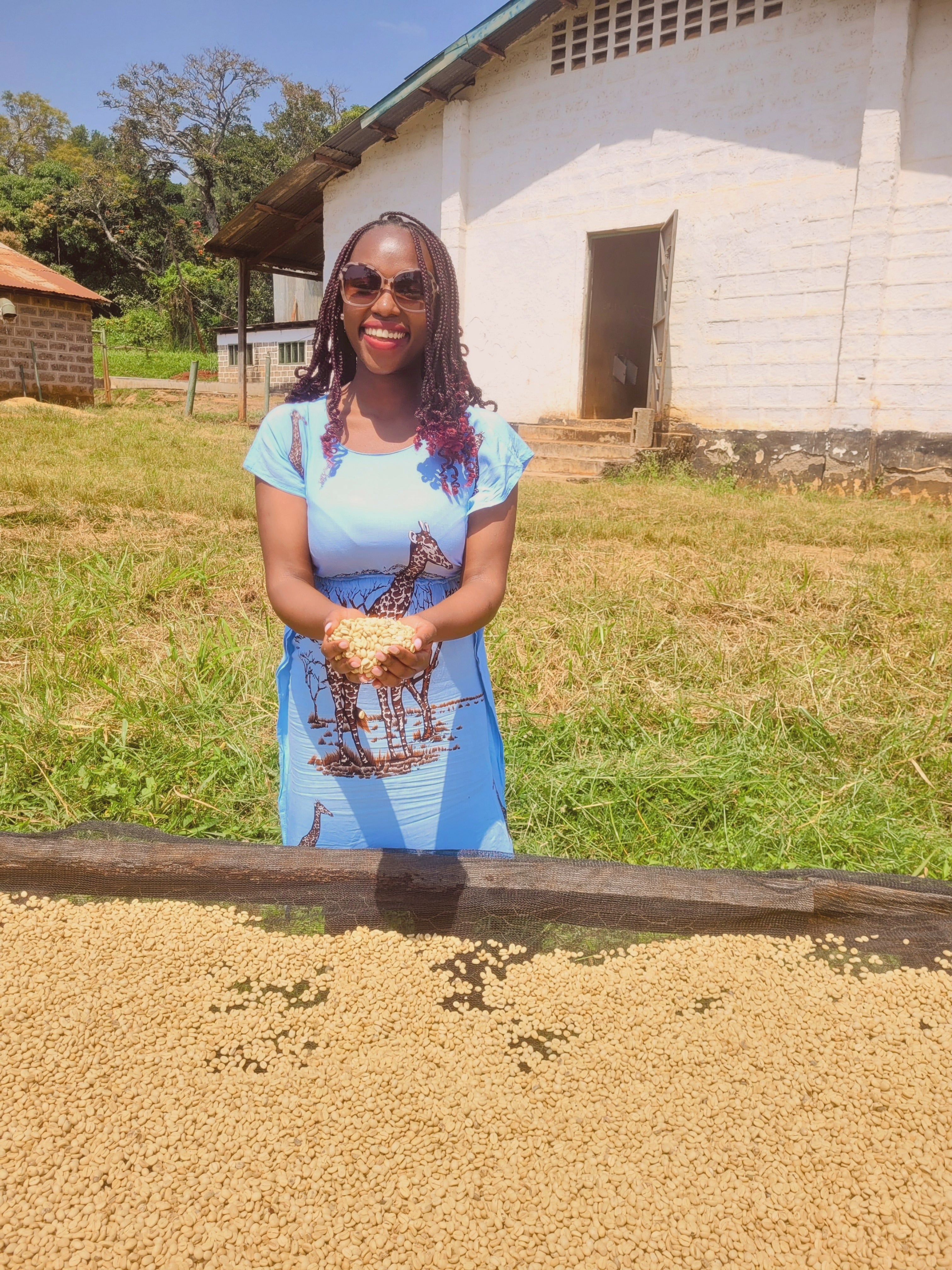 Founder of Kenya Kafe Cup holding freshly dried green coffee beans at a Kenyan highlands farm showcasing ethical sourcing and origin quality